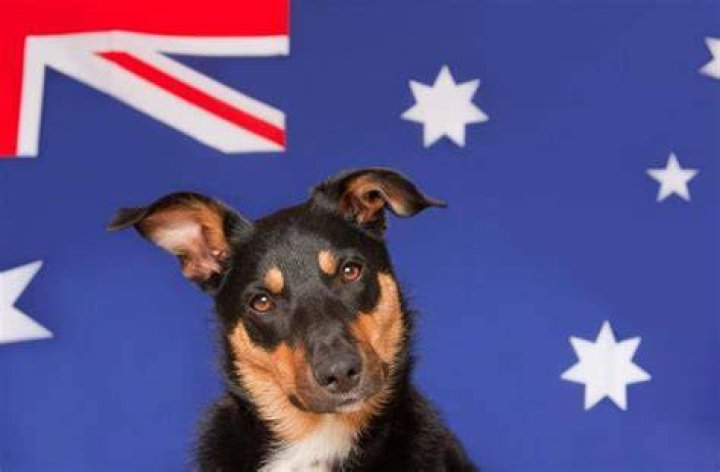 10 Australian Dog Breeds: Down Under Origins (With Pictures)