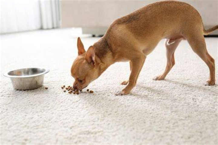10 Best Dog Foods for Chihuahuas in 2024 - Reviews & Top Picks
