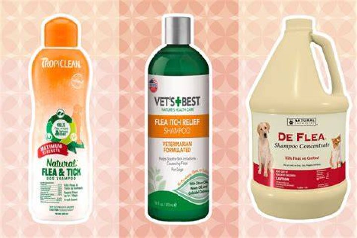 10 Best Flea & Tick Treatments and Prevention for Dogs in 2024 - Reviews & Top Picks