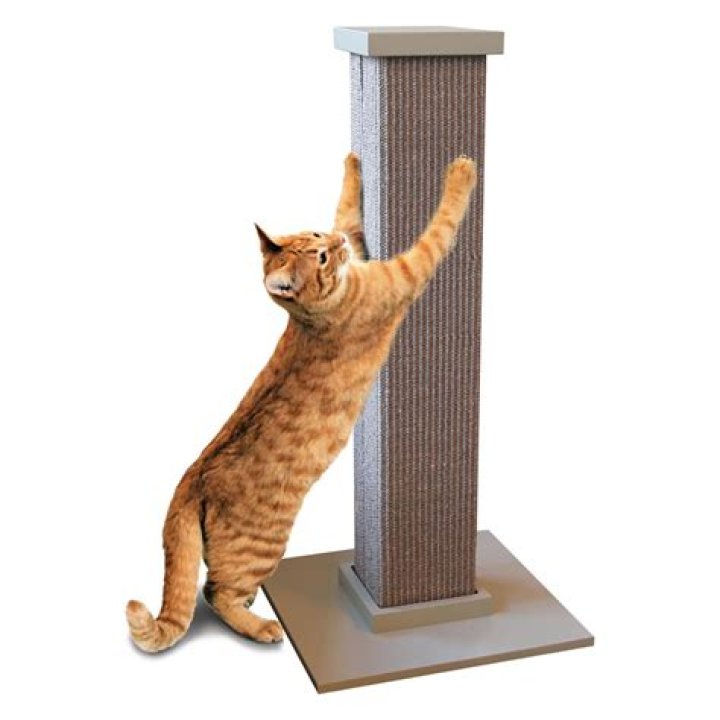 10 Best Scratching Post for Maine Coon Cats in 2024 - Reviews & Top Picks
