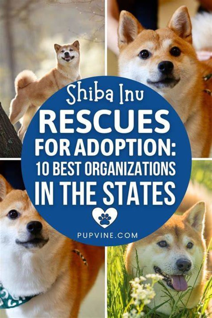 10 Best Shiba Inu Rescues for Adoption (2024) Our Top 10 Picks!