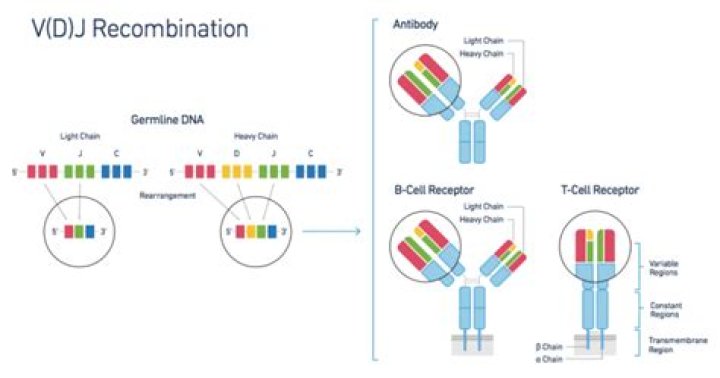 10x Chromium Single Cell 5' and V(D)J Enrichment