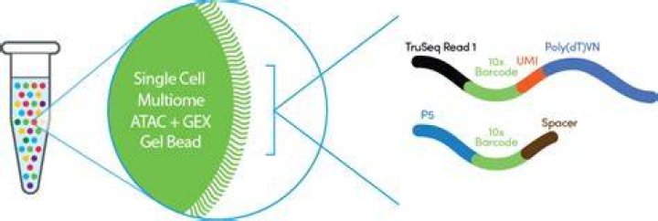 10x Chromium Single Cell Multiome ATAC + Gene Expression