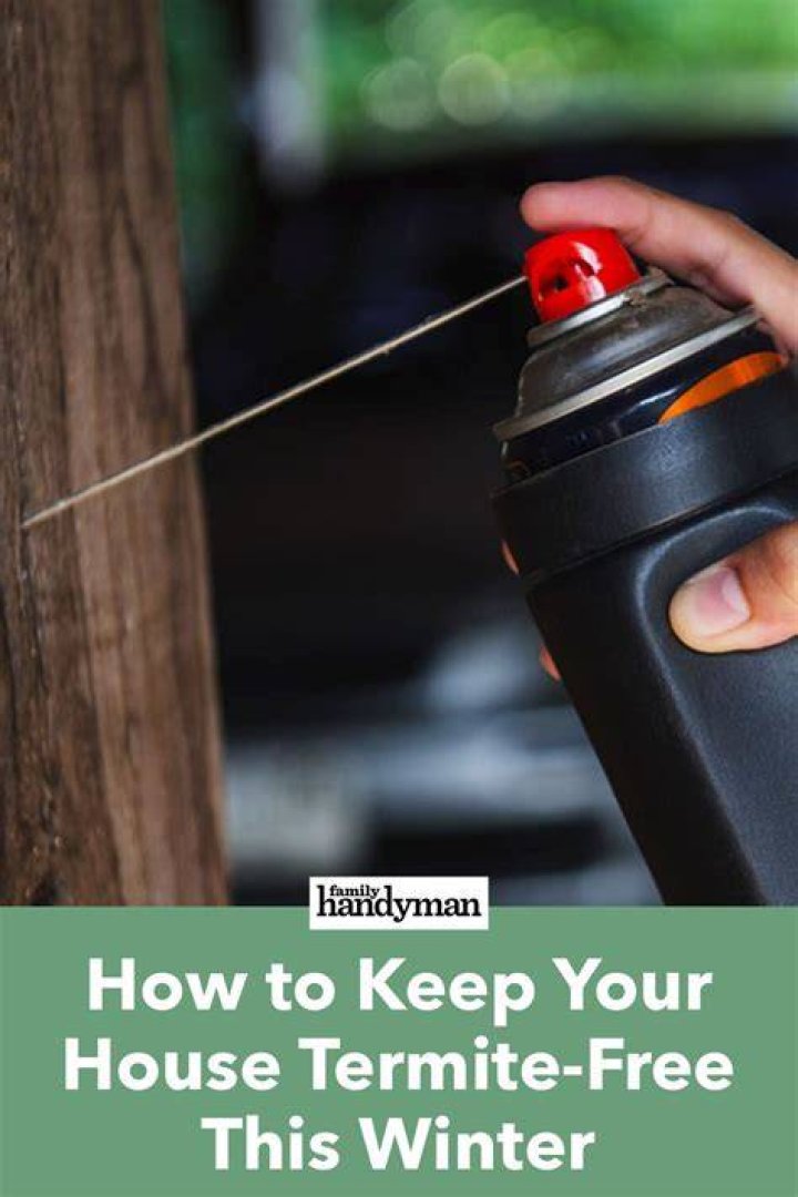 13 Must-Know Tips for DIY Termite Control — The Family Handyman