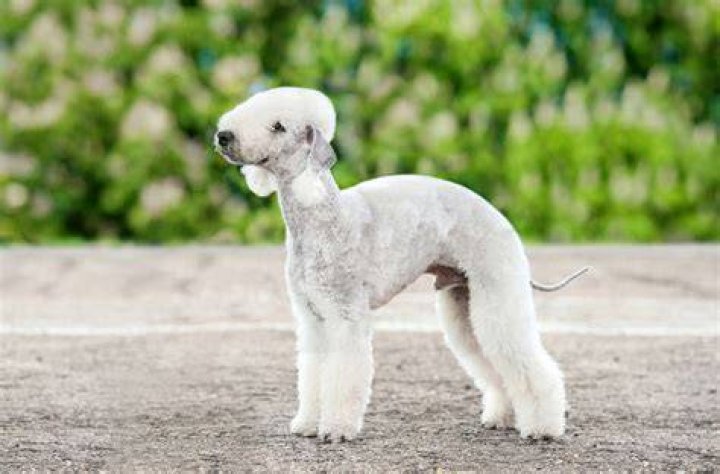 13 Strange Looking Dog Breeds (With Pictures)