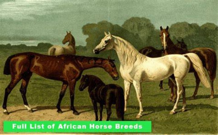 15 African Horse Breeds (With Pictures)