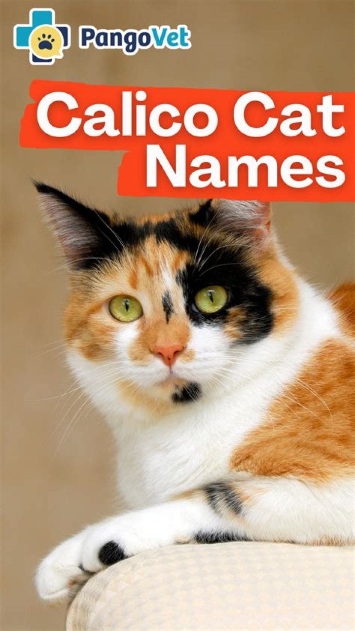 150 Calico Cat Names: Cute and Fun Options for Your Cat