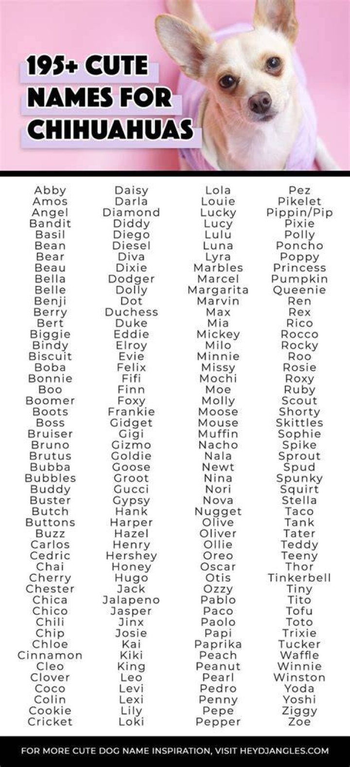 150+ Chihuahua Dog Names: Cute & Popular Ideas 2024