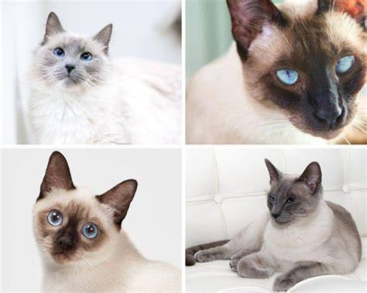 16 Beautiful Colorpoint Cat Breeds (With Pictures)