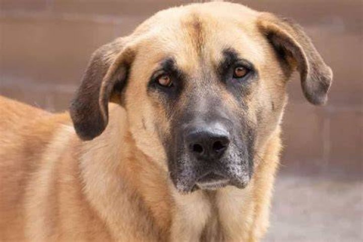 16 Mastiff Mixes (With Pictures)