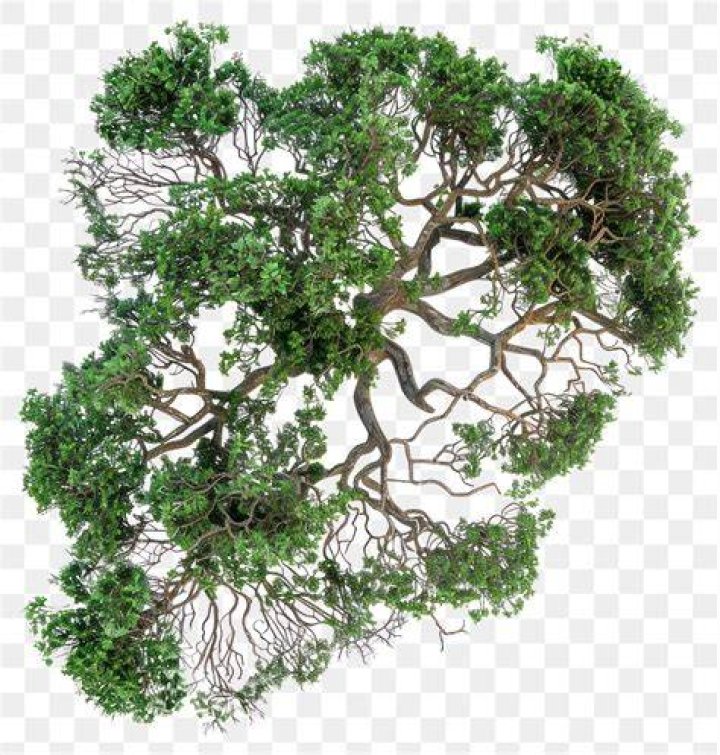 هل تزوج قابيل من أخته بعد موت هابيل هل تزوج قابيل من أخته بعد موت هابيل