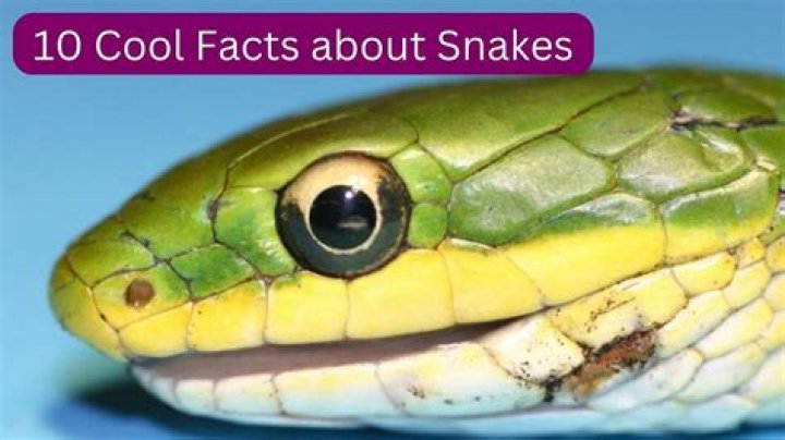20 Cool Snake Facts That May Surprise You