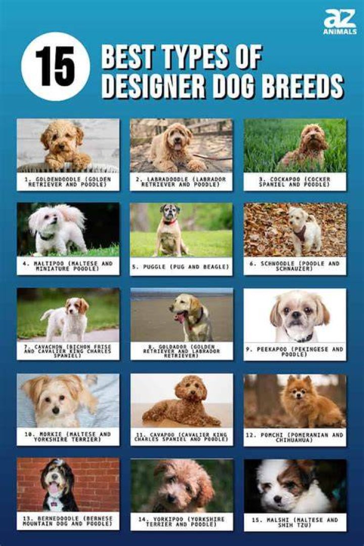 20 Designer Dog Breeds (with Pictures, Traits & Information)