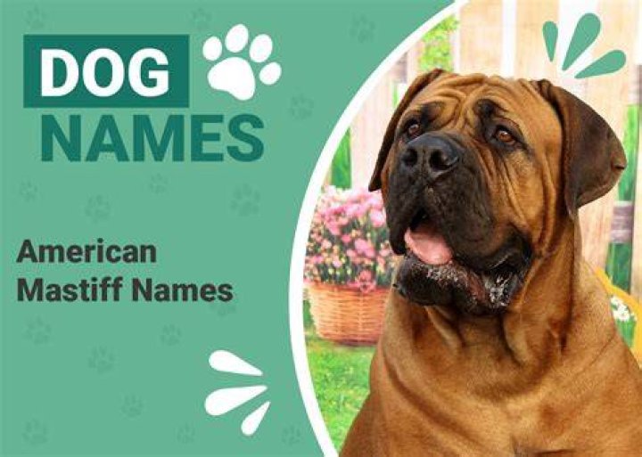 200+ American Mastiff Names: Unique, Classic & Powerful Ideas