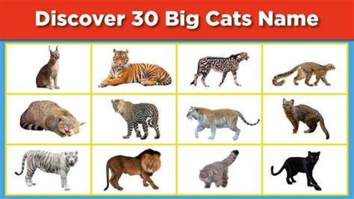 200+ Big Cat Names: Great Options for Your Huge Cat