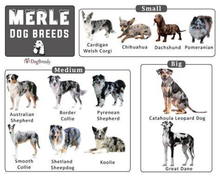 21 Merle Dog Breeds Dogs with Dappled Coats!