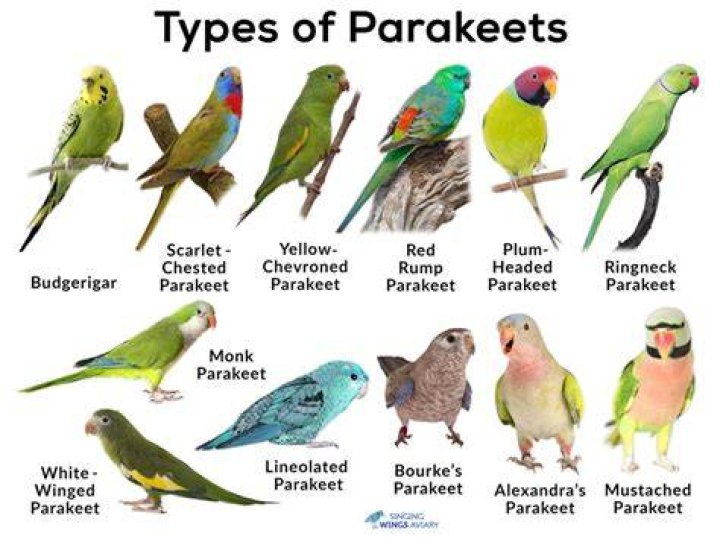 27 Parakeet Colors, Types, Varieties & Patterns (With Pictures)