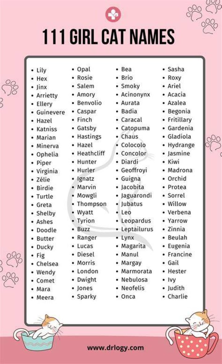 300+ Female Cat Names: Cute and Fun Options for Your Girl Cat