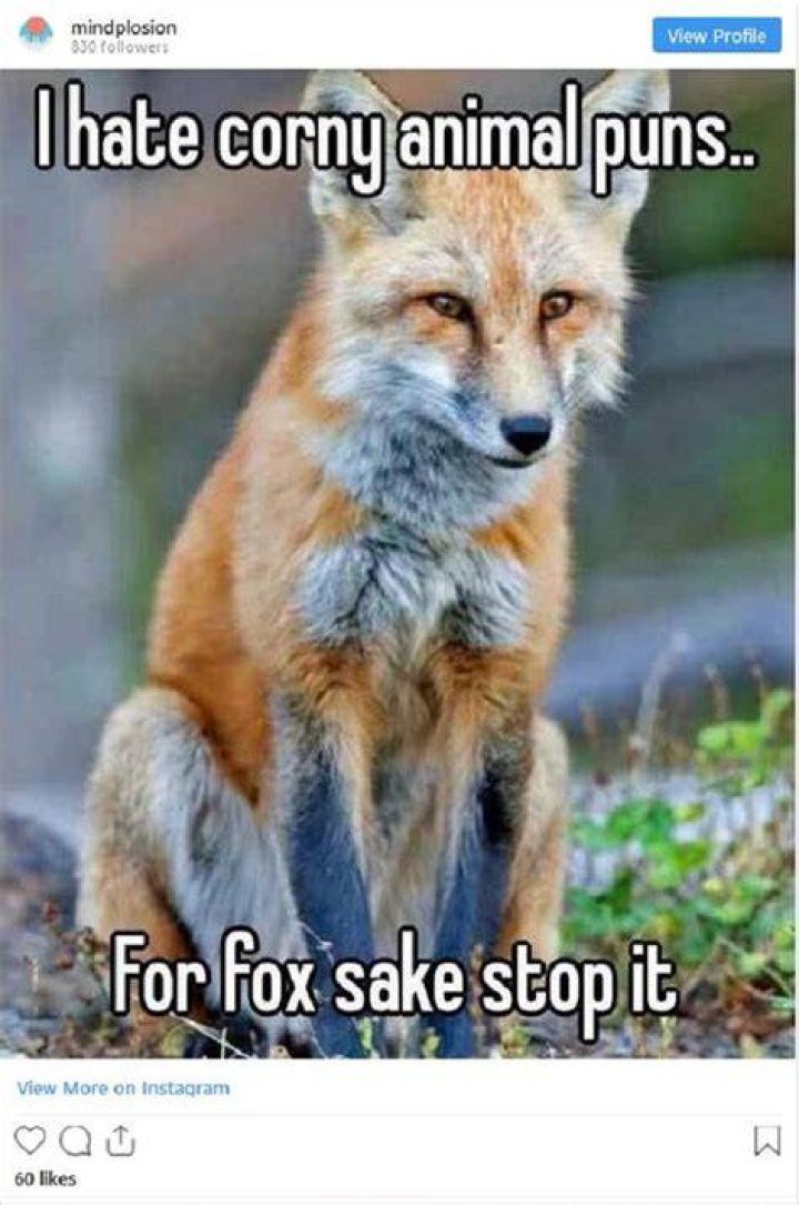 31 Funny Animal Puns that Could Koalafy for Best Humour