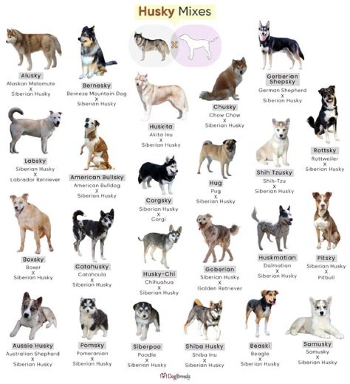 35 Siberian Husky Mixes (With Pictures)