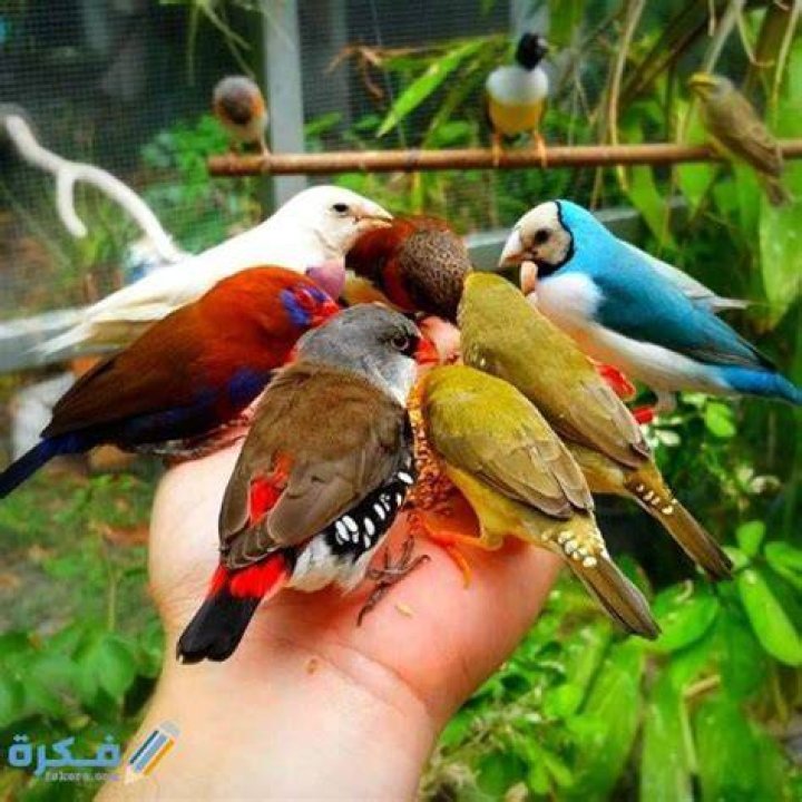 40+ صور طيور طبيعية HD أجمل خلفيات للطيور 2024