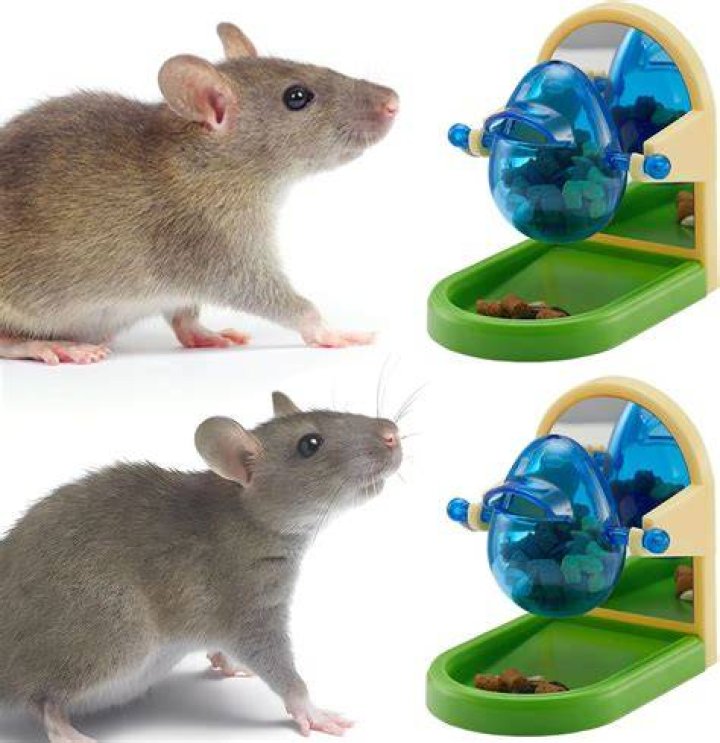5 Best Rat Toys in 2024 - Reviews & Top Picks