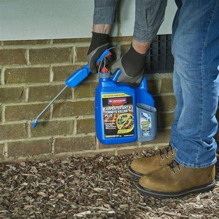 5 Best Termite Treatments for DIY Pest Control