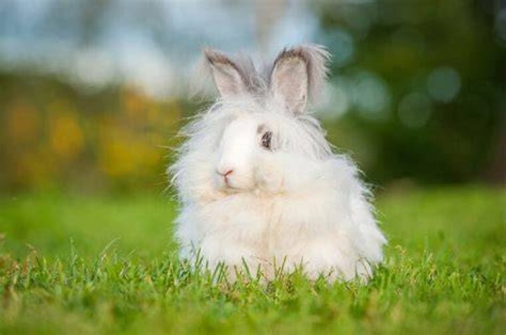 5 Fluffy Angora Rabbit Breeds (With Pictures)