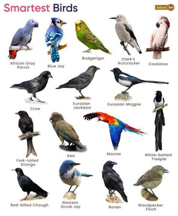 5 Most Intelligent Birds