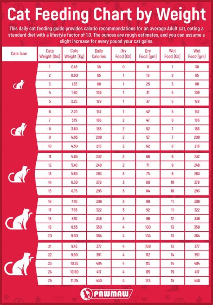5 Vet-Approved Benefits of Feeding Your Cat on a Schedule: Feline Health & Wellness