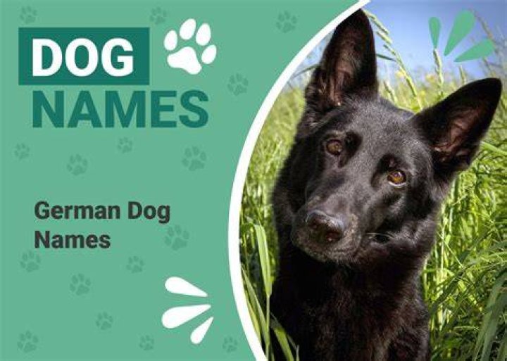 500+ German Dog Names With Meanings: Interesting Male & Female Ideas