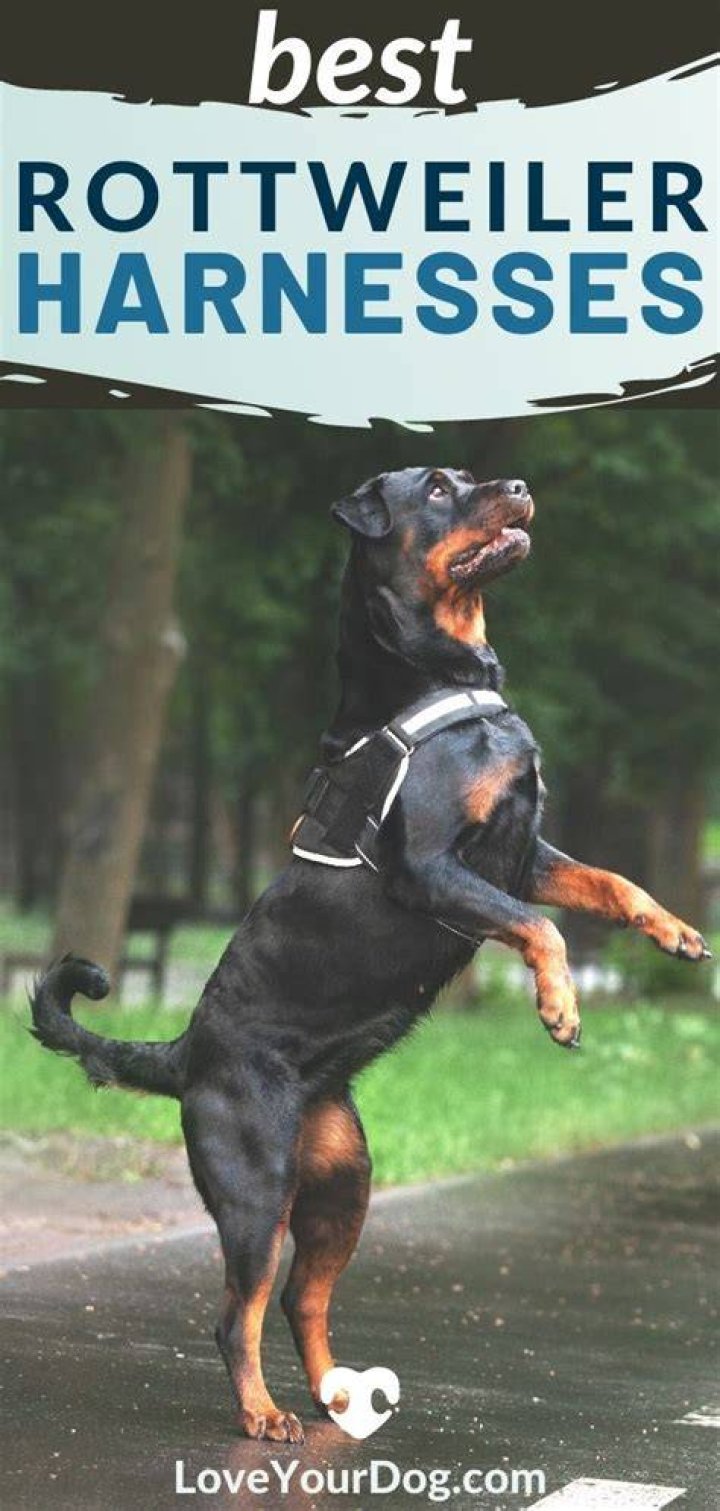 6 Best Collars for Rottweilers in 2024 - Reviews & Top Picks