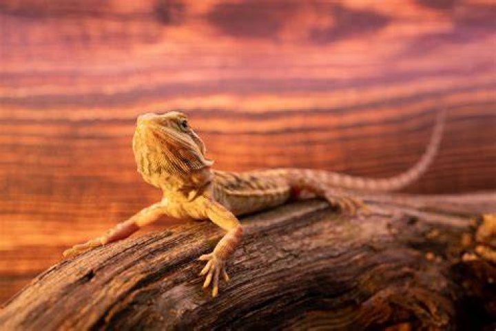 7 Best Basking Bulbs for Bearded Dragons of 2024 - Reviews & Top Picks