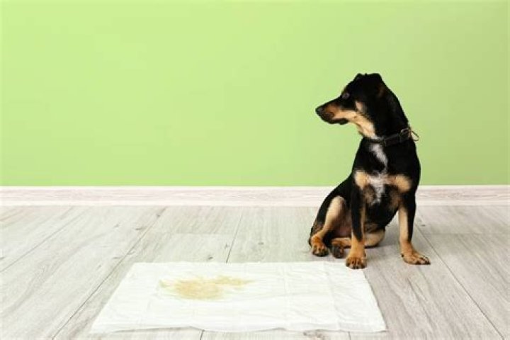 7 Best Pee Pads for Dogs in 2024 - Reviews & Top Picks