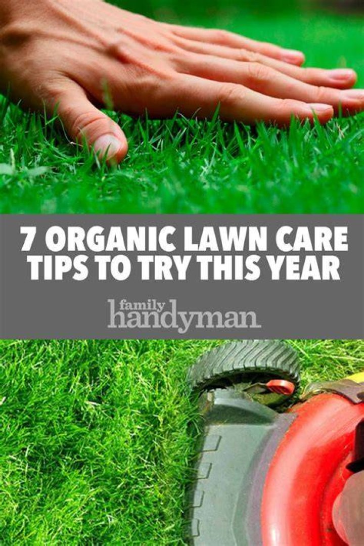 7 Organic Lawn Care Tips to Try This Year