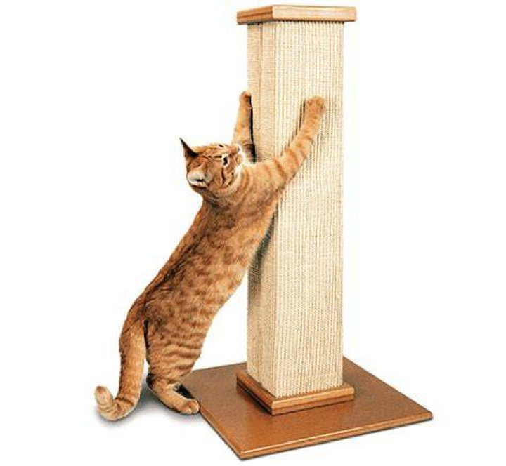 8 Best Scratching Posts for Large Cats in 2024 - Reviews & Top Picks