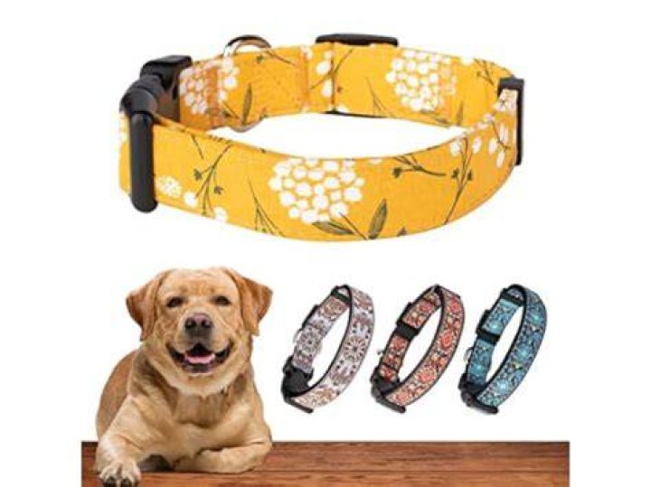 8 Best Small Dog Collars in 2024 - Reviews & Top Picks