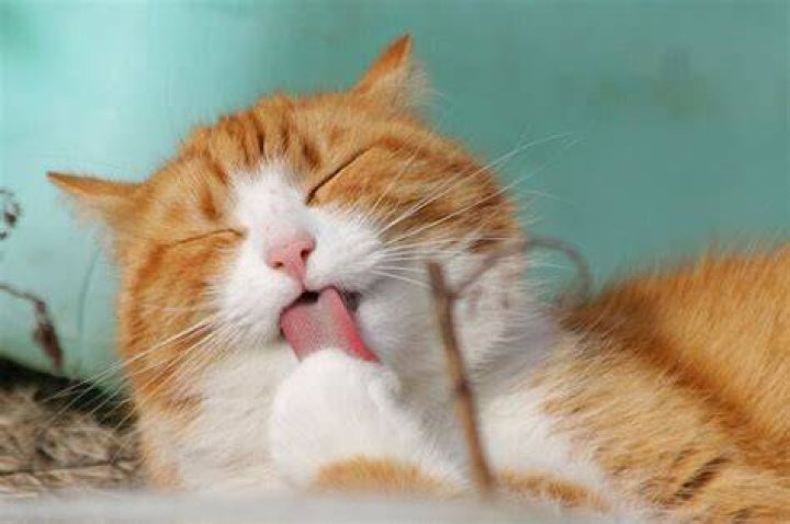 8 Home Remedies to Stop Your Cat from Licking Too Much