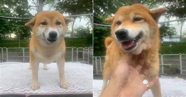 8 Shiba Inu dogs put up for adoption in S'pore Mothership.SG News