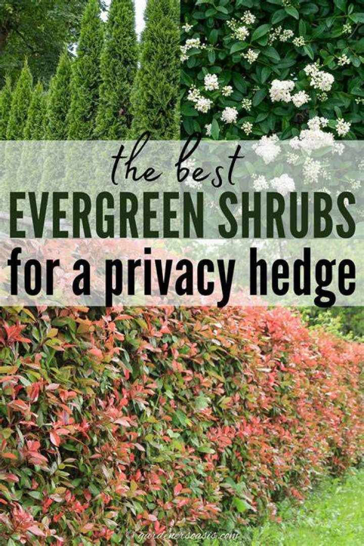9 Best Privacy Shrubs