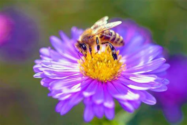 a bee on a flower