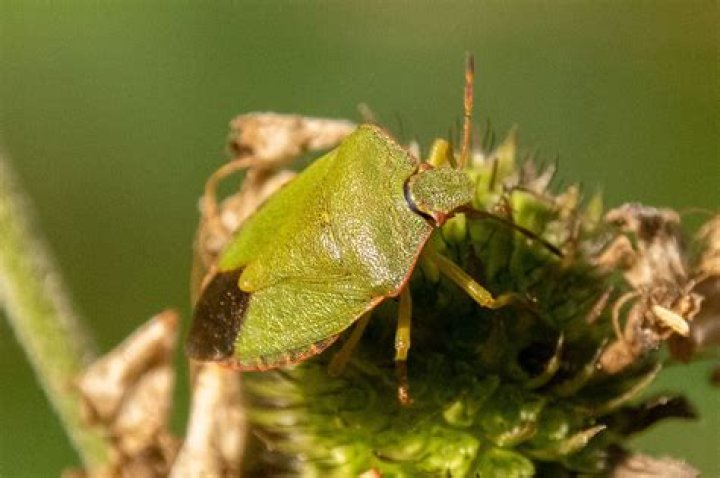 A Bug's Life (2024 film)