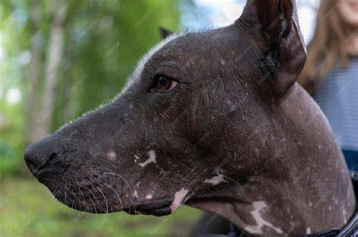 A closeup portrait of Xoloitzcuintli dog
