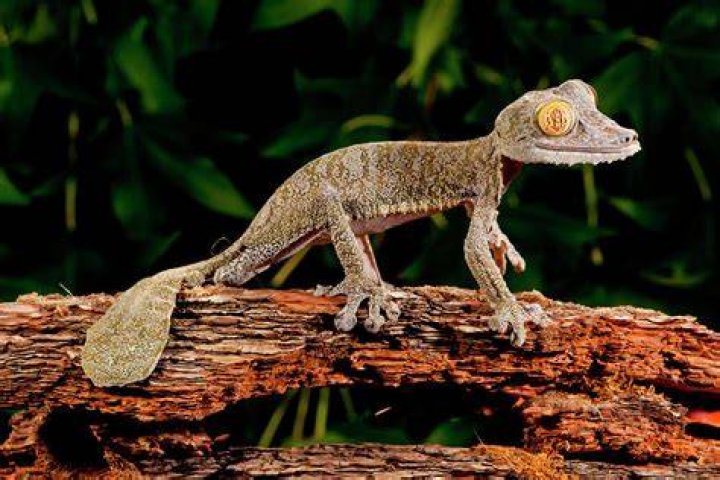 a Giant leaf-tailed gecko