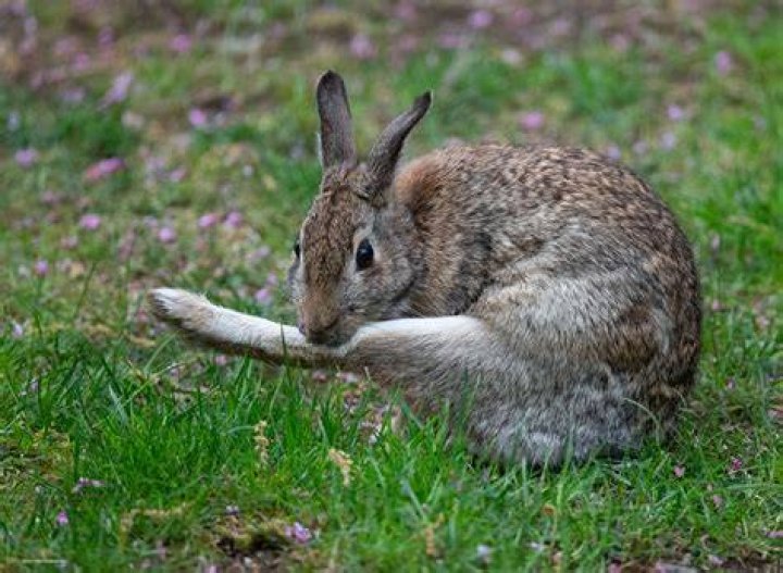 a rabbit grooming itself in the garden