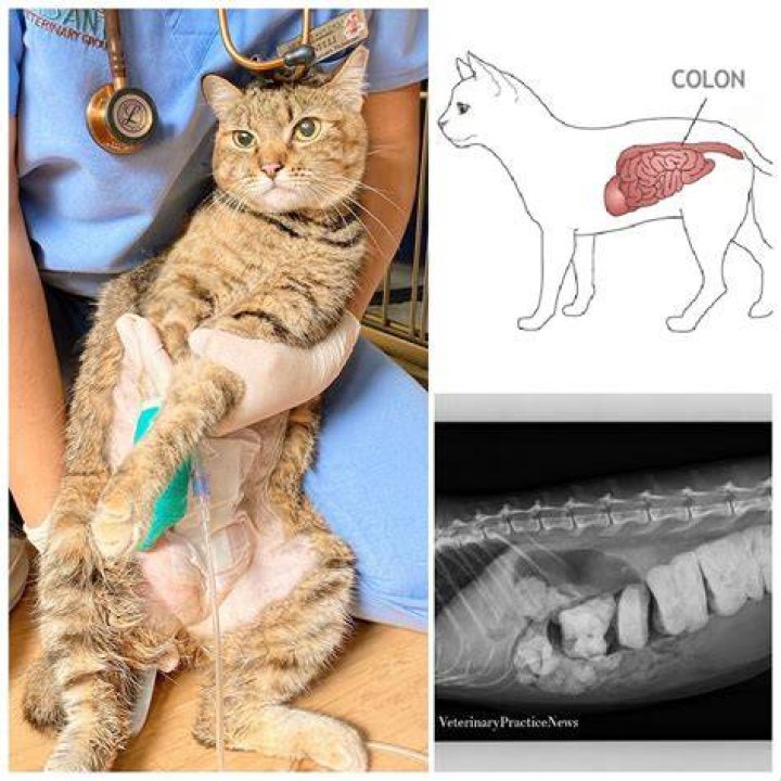 a tabby cat having constipation using a litter box