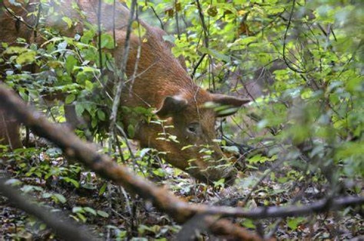 A wildlife trapper walks past damage from feral hogs that happened overnight. Photo / AP