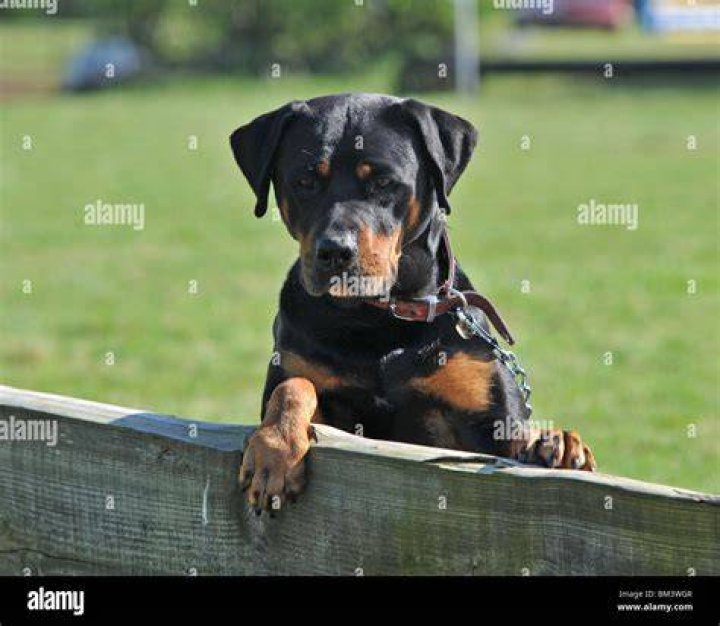 a young rottweiler dog wearing a blue life vest swimming in the pool