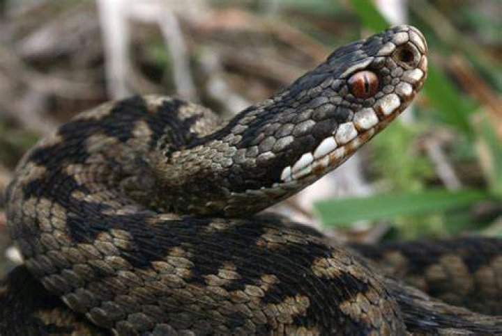 Adders