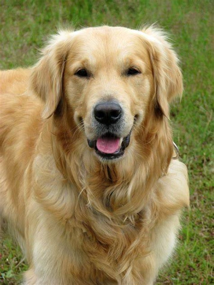 Adult Golden Retriever